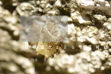 花唄還欠2000還可以再借嗎(花唄借款10000元兩年還清)