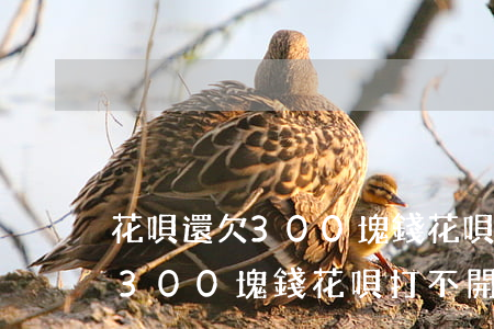 花唄還欠300塊錢花唄打不開-花唄還欠300塊錢花唄打不開怎么辦