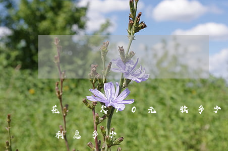花唄還欠70元會收多少利息(花唄700元利息多少)