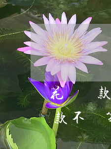 花唄還款不夠第二次還會自動還嗎-花唄還款不夠第二次還會自動還嗎怎么辦