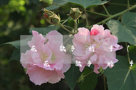 花唄還款多還的話手續(xù)費會減少嗎-花唄還款多還的話手續(xù)費會減少嗎怎么辦