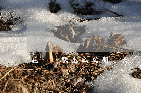 花唄還款怎么延期幾天