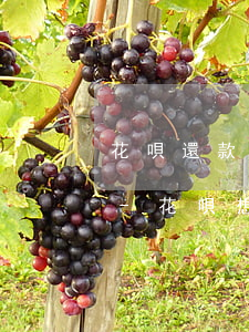 花唄還款想要晚一個(gè)月還怎么操作-花唄想晚點(diǎn)還