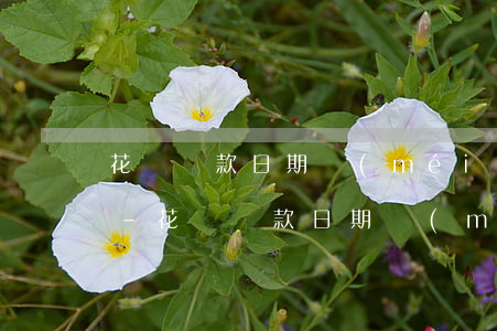 花唄還款日期沒(méi)全部還完怎么辦-花唄還款日期沒(méi)全部還完怎么辦理