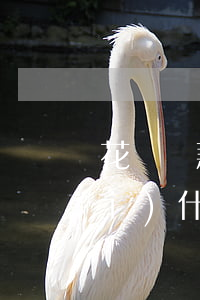 花唄還款日與當(dāng)月消費(fèi)什么時(shí)候還-花唄還款日與當(dāng)月消費(fèi)什么時(shí)候還款