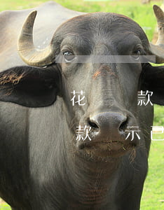 花唄還款還顯示逾期嗎(花唄沒(méi)還款顯示已還款)