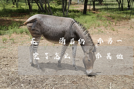 花唄還清后仍顯示另一帳號已逾期-花唄還完了怎么還顯示其他賬號有逾期