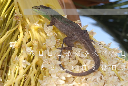 花唄還錢逾期多久不扣錢(花唄如果逾期了會(huì)從支付寶余額扣嗎)