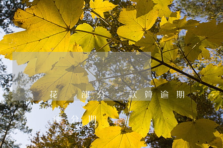 花唄部分還款算逾期嗎-花唄部分還款后還能分期嗎
