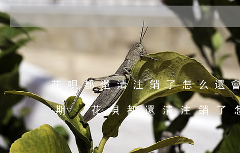 花唄都還清注銷了怎么還會(huì)有逾期-花唄都還清注銷了怎么還會(huì)有逾期記錄