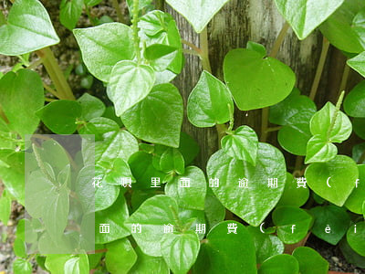 花唄里面的逾期費(fèi)是多少(花唄里面的逾期費(fèi)是多少)