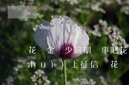 花唄金額少逾期沒事吧(花唄逾期金額少會(huì)上征信嗎?花唄逾期有什么后果)
