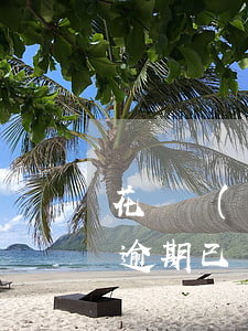 花唄長(zhǎng)期逾期了怎么辦(花唄逾期已經(jīng)還了,怎么還不可以用花唄)