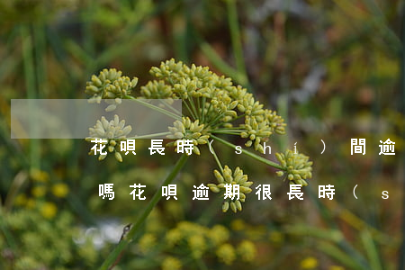 花唄長時(shí)間逾期還上后還可以用嗎(花唄逾期很長時(shí)間了現(xiàn)在還上還能用嗎)