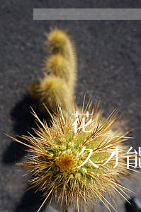 花唄長時間逾期多久恢復(花唄逾期還清后多久才能恢復使用能申訴么)