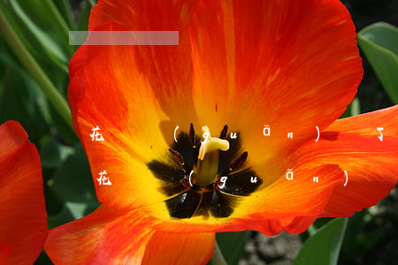花唄關(guān)閉了有逾期欠款怎么還(花唄關(guān)閉了有逾期欠款怎么還)
