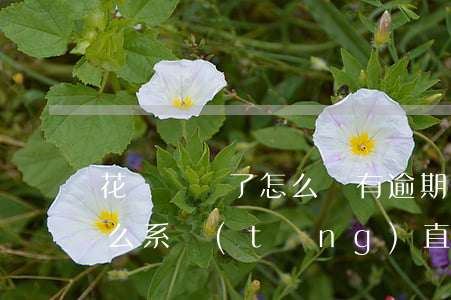 花唄關閉了怎么還有逾期(花唄從未逾期,為什么系統(tǒng)直接關閉了)