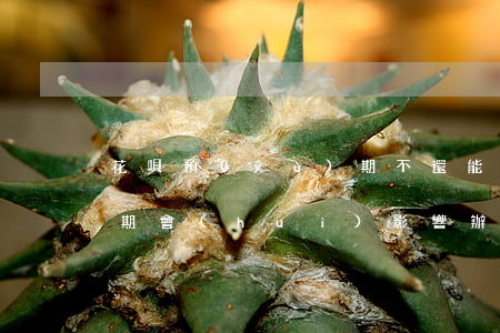 花唄預(yù)期不還能辦信用卡嗎(花唄逾期會(huì)影響辦信用卡嗎)