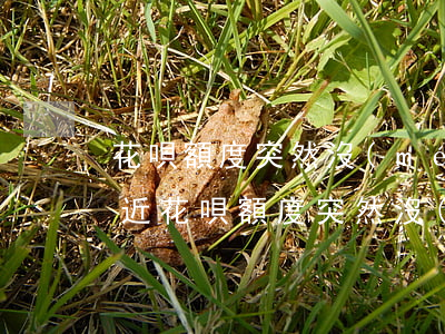 花唄額度突然沒(méi)有了怎么回事(最近花唄額度突然沒(méi)有了怎么回事)
