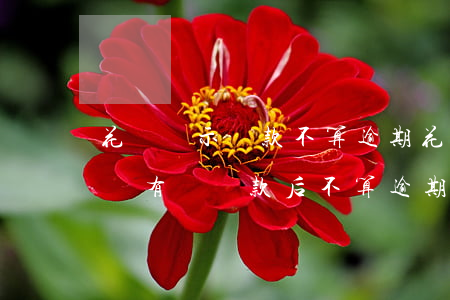花唄顯示還款不算逾期(花唄逾期最低還款后邊有個還款后不算逾期)