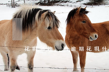 花唄風控 沒有逾期(花唄什么都沒干就風控了)