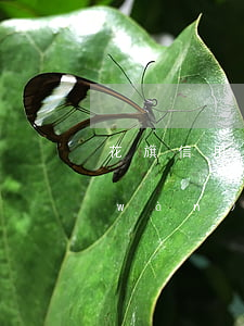 花旗信用卡逾期一次(花旗銀行信用卡8萬(wàn)已逾期)