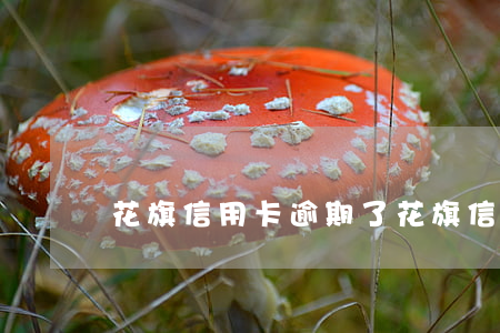 花旗信用卡逾期了 花旗信用卡逾期了怎么辦