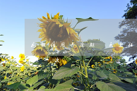 花旗信用卡逾期幾天上征信(征信上信用卡逾期一次)