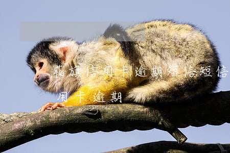 花旗信用卡逾期短信(短信發(fā)來說信用卡逾期)