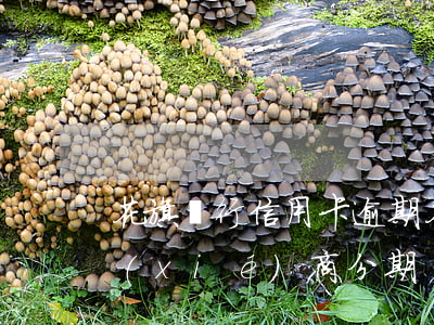 花旗銀行信用卡逾期(花旗銀行信用卡逾期協(xié)商分期)