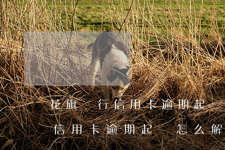 花旗銀行信用卡逾期起訴怎么解決(花旗銀行信用卡逾期起訴怎么解決)