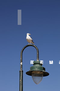 花无缺逾期说要起诉 花无缺借款一直审核中