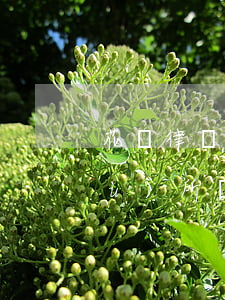 花橋律師事務(wù)所(花橋律師事務(wù)所電話)
