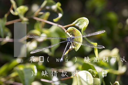 花無(wú)缺逾期可以再借嗎(花無(wú)缺借款倒閉了嗎)