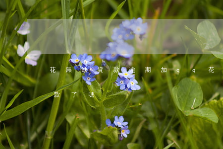 花無缺貸款逾期加qq(花無缺上班貸停止放款了嗎)
