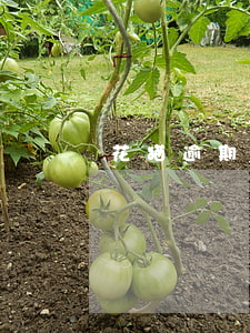 花猫逾期一个月(花猫逾期一个月)