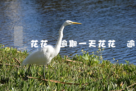 花花檔逾期一天(花花檔逾期一天)