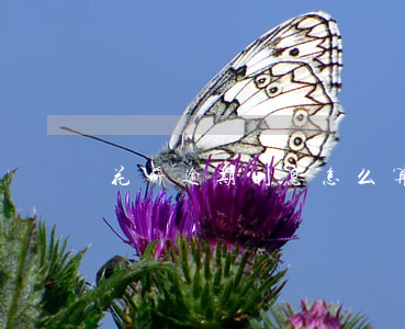 花薪逾期利息怎么算-如何算逾期利息