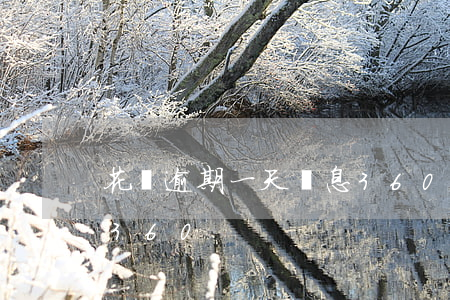 花貓逾期一天罰息360(花貓逾期一天罰息360)