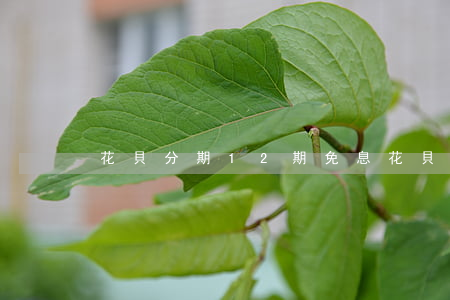 花貝分期12期免息(花貝分期有影響嗎)