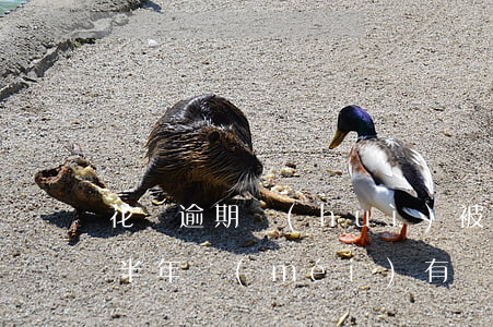 花貝逾期會(huì)被起訴嗎(花貝欠7千半年沒(méi)有還花貝公司打電話起訴案件)