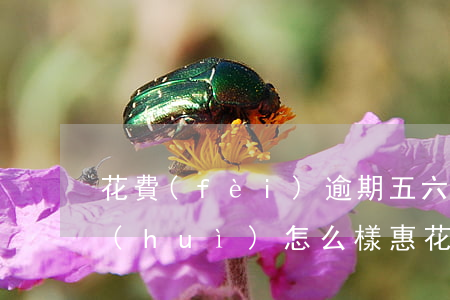 花費(fèi)逾期五六個(gè)月了會(huì)怎么樣（惠花錢可以逾期幾天）