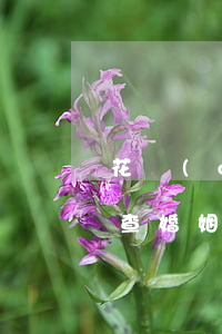 花錢(qián)查婚姻(花錢(qián)查婚姻狀態(tài))
