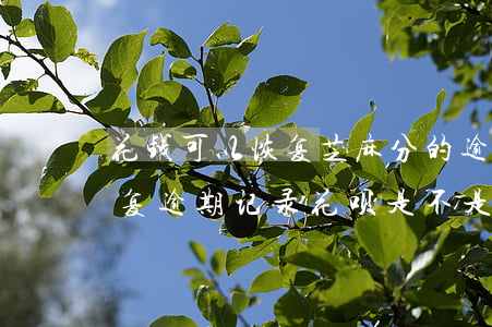 花钱可以恢复芝麻分的逾期记录吗-芝麻修复逾期记录花呗是不是也可以用了