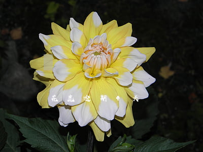 花鹿逾期4天