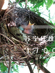 苏宁任性付欠10万无力还(苏宁任性付逾期17000!总共欠10万会起诉吗)