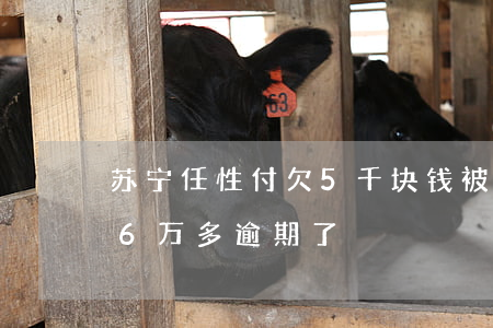 苏宁任性付欠5千块钱被起诉吗(苏宁任性付6万多逾期了)