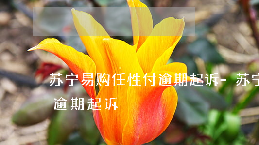 苏宁易购任性付逾期起诉-苏宁易购任性付逾期起诉
