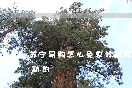 苏宁易购怎么免息分期(苏宁易购怎么免息分期的)