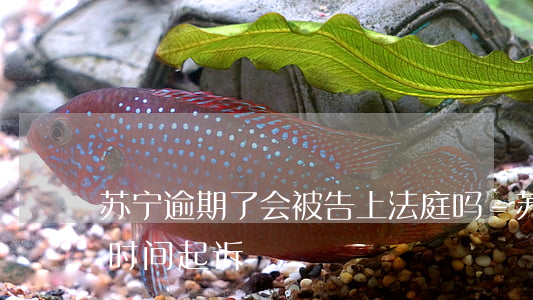 苏宁逾期了会被告上法庭吗-苏宁逾期多长时间起诉